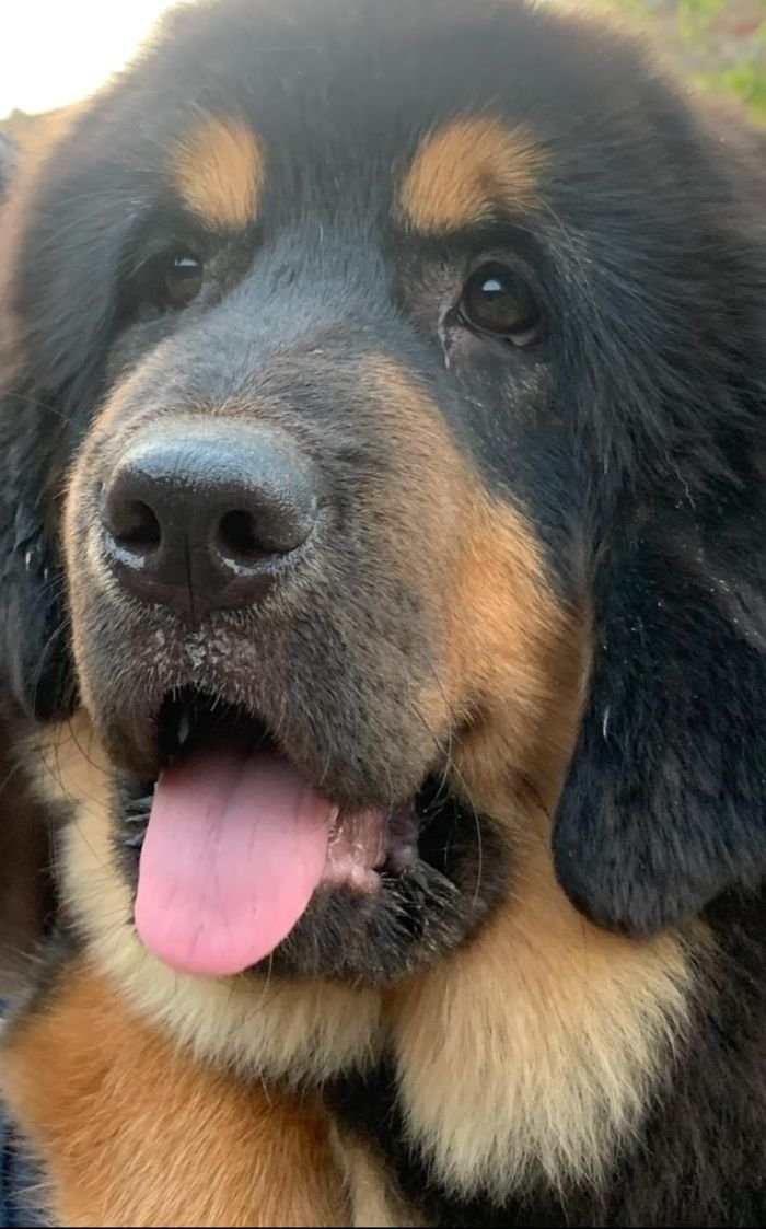 DogsIndia.com - Tibetan Mastiff - Monu Garg