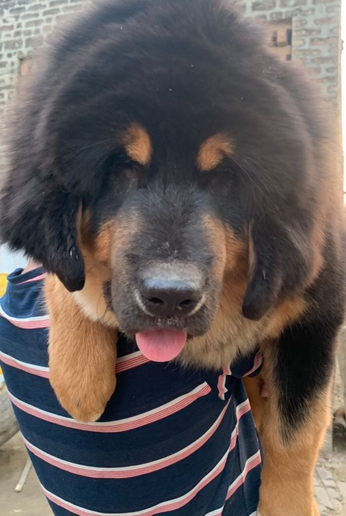 DogsIndia.com - Tibetan Mastiff - Monu Garg