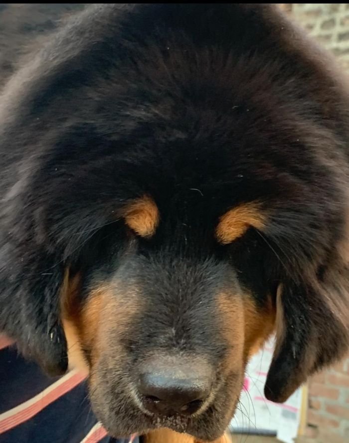DogsIndia.com - Tibetan Mastiff - Monu Garg