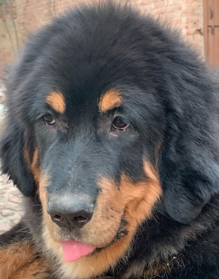 DogsIndia.com - Tibetan Mastiff - Monu Garg