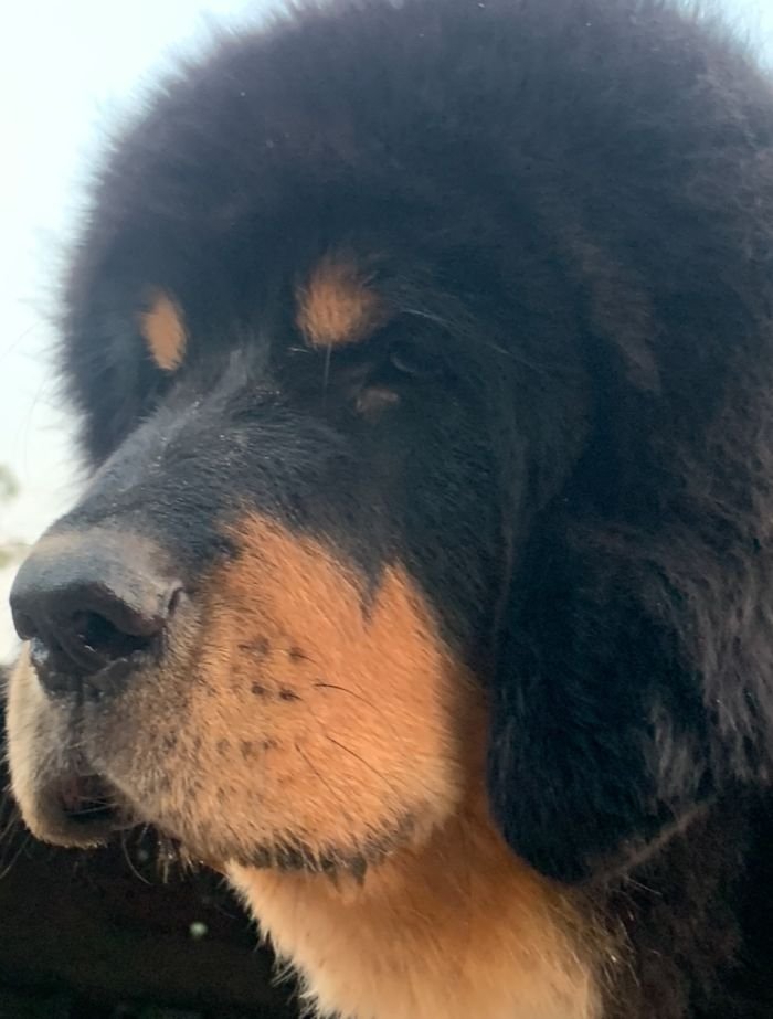 DogsIndia.com - Tibetan Mastiff - Monu Garg