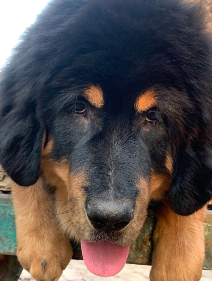 DogsIndia.com - Tibetan Mastiff - Monu Garg