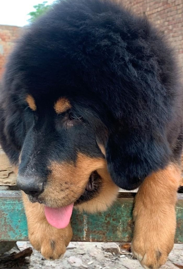 DogsIndia.com - Tibetan Mastiff - Monu Garg