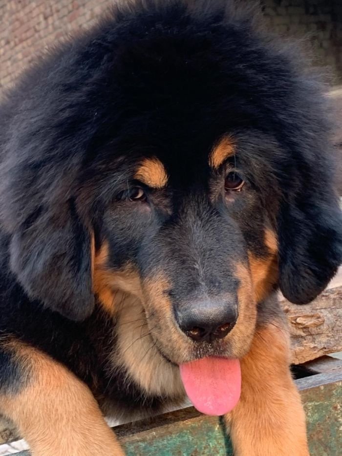 DogsIndia.com - Tibetan Mastiff - Monu Garg