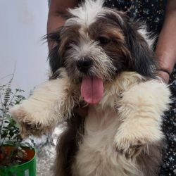 DogsIndia.com - Tibetan Terrier - Chandrasekaran