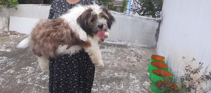 DogsIndia.com - Tibetan Terrier - Chandrasekaran