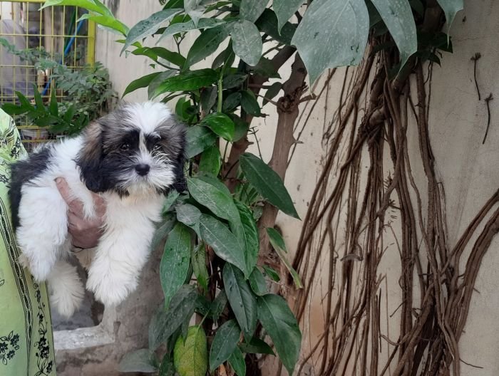DogsIndia.com - Tibetan Terrier - Chandrasekaran