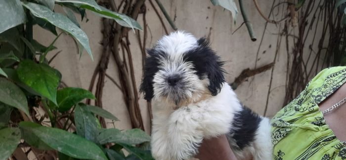 DogsIndia.com - Tibetan Terrier - Chandrasekaran