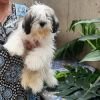 DogsIndia.com - Tibetan Terrier - Chandrasekaran