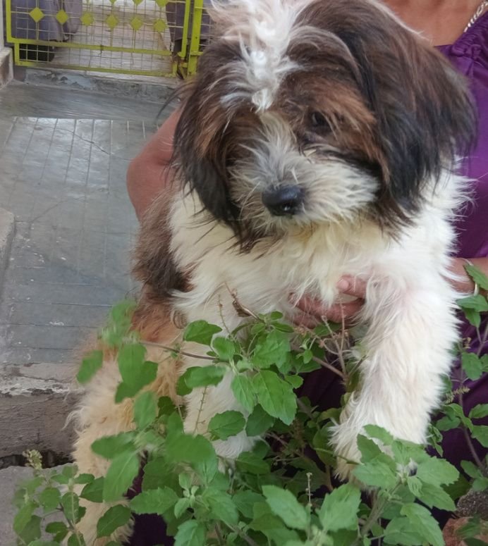 DogsIndia.com - Tibetan Terrier - Chandrasekaran