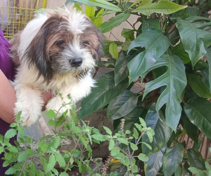 DogsIndia.com - Tibetan Terrier - Chandrasekaran