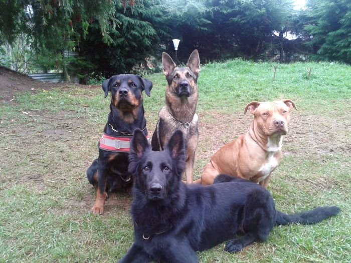Dog Training - K.N. Mac