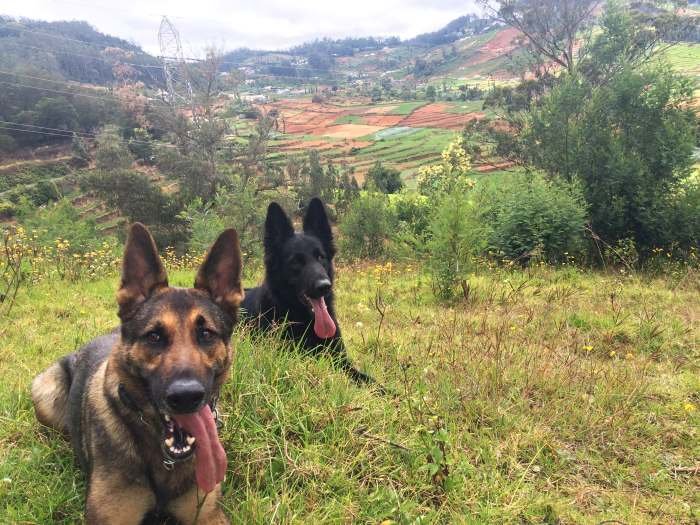 Dog Training - K.N. Mac