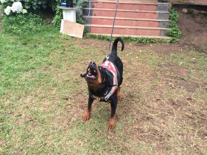 Dog Training - K.N. Mac