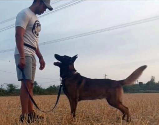 DogsIndia.com - Dog Training - Mithran