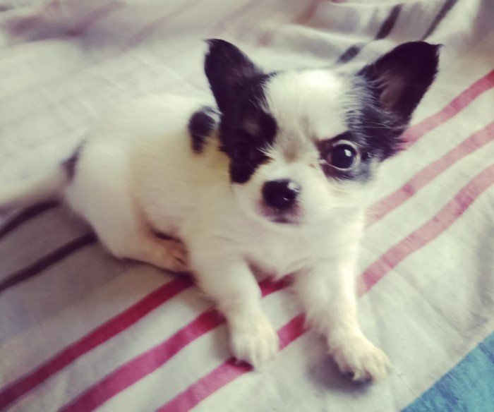 DogsIndia.com - Chihuahua Long Coat - Vignesh