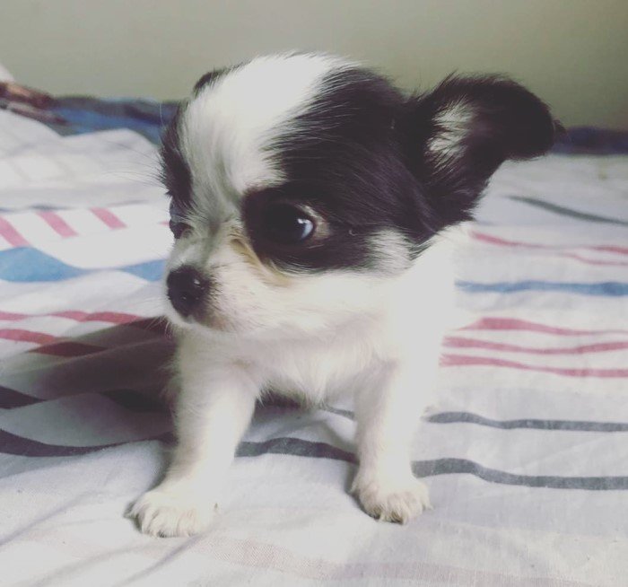 DogsIndia.com - Chihuahua Long Coat - Vignesh