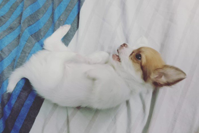 DogsIndia.com - Chihuahua Long Coat - Vignesh