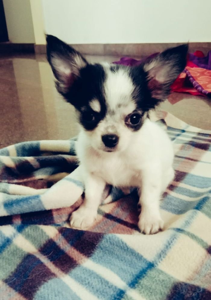 DogsIndia.com - Chihuahua Long Coat - Vignesh
