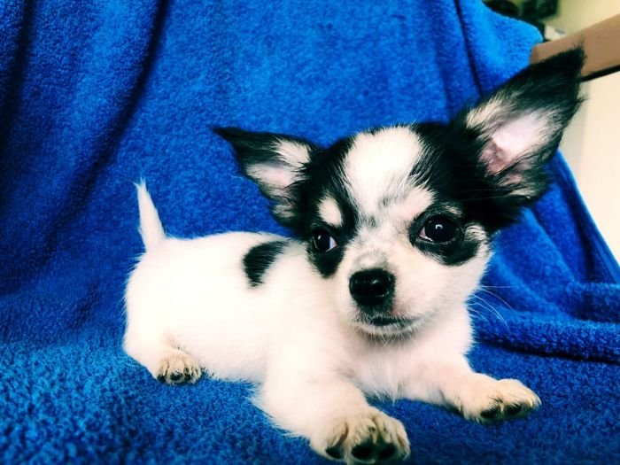 DogsIndia.com - Chihuahua Long Coat - Vignesh