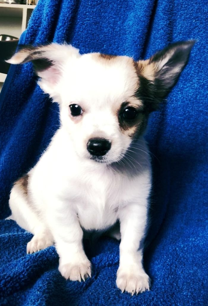 DogsIndia.com - Chihuahua Long Coat - Vignesh