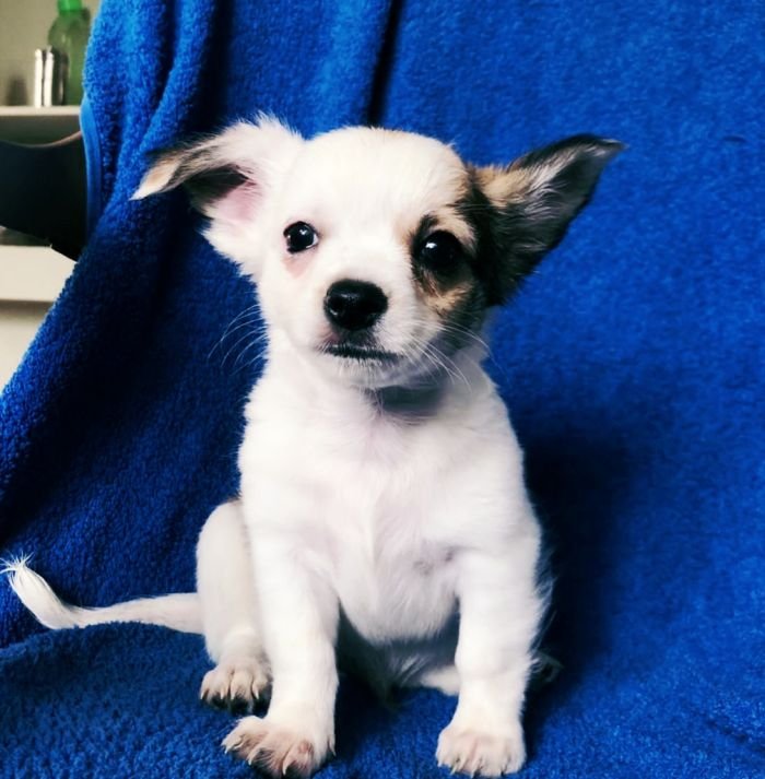 DogsIndia.com - Chihuahua Long Coat - Vignesh