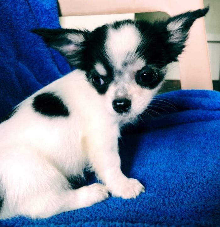 DogsIndia.com - Chihuahua Long Coat - Vignesh