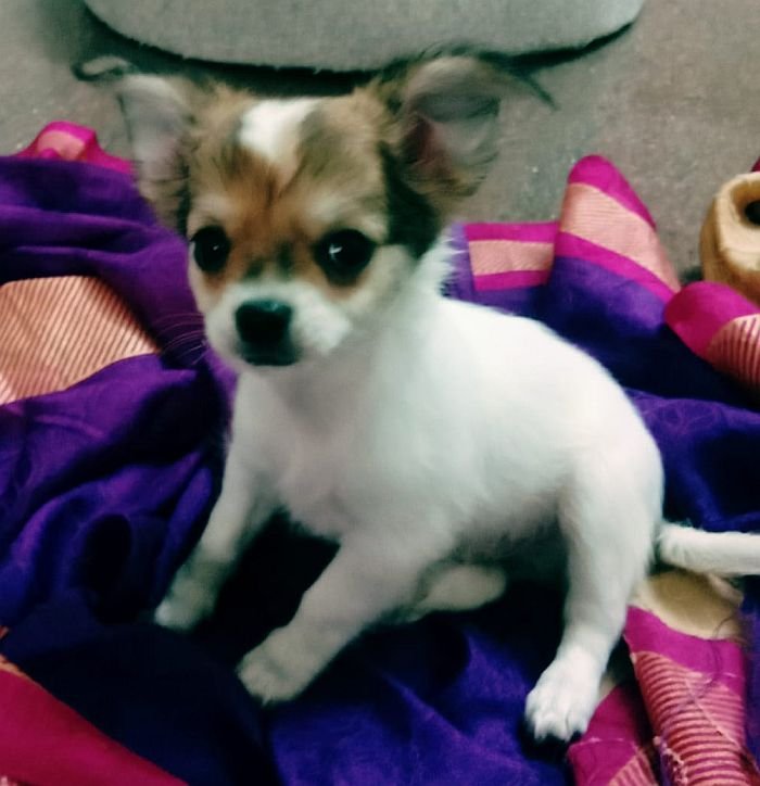 DogsIndia.com - Chihuahua Long Coat - Vignesh
