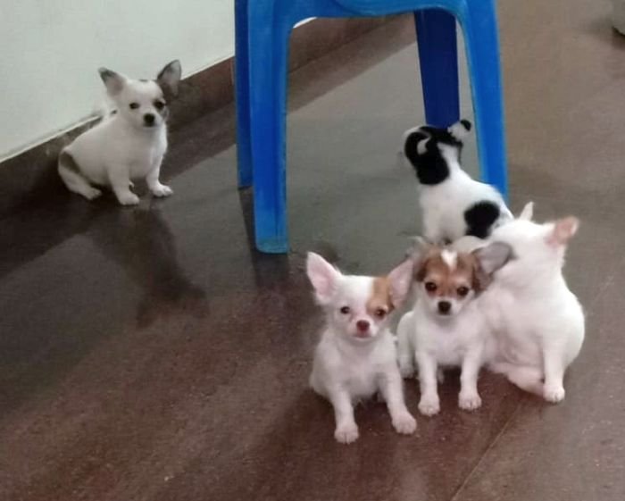 DogsIndia.com - Chihuahua Long Coat - Vignesh