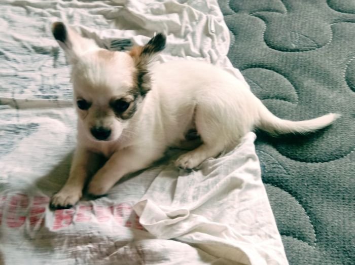 DogsIndia.com - Chihuahua Long Coat - Vignesh