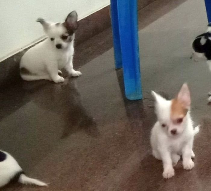 DogsIndia.com - Chihuahua Long Coat - Vignesh