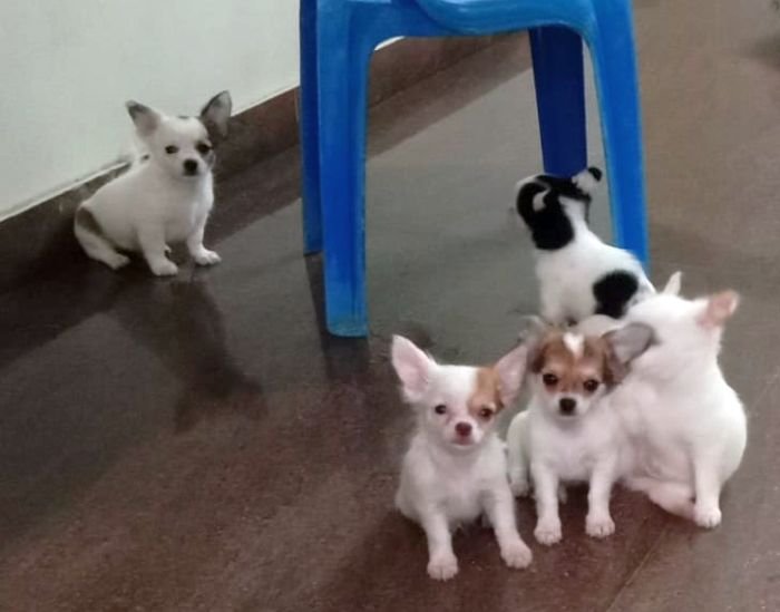 DogsIndia.com - Chihuahua Long Coat - Vignesh
