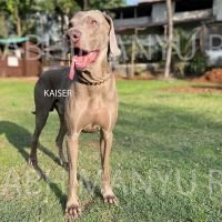 DogsIndia.com - Weimaraner - Abhimanyu Ray