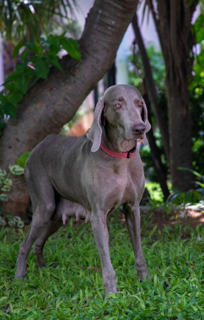 DogsIndia.com - Weimaraner - Ashok George