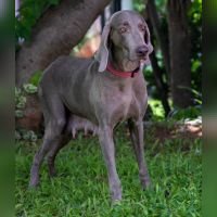 DogsIndia.com - Weimaraner - Ashok George