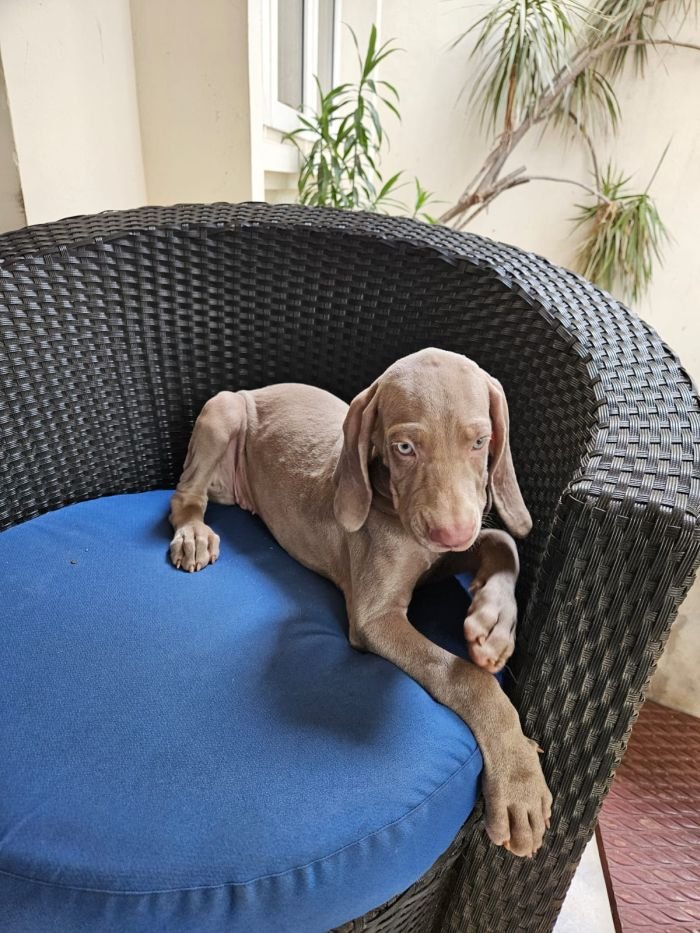 DogsIndia.com - Weimaraner - Ashok George