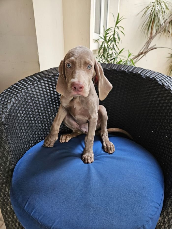 DogsIndia.com - Weimaraner - Ashok George