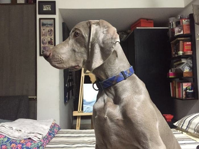 DogsIndia.com - Weimaraner - Brar