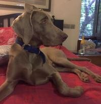 DogsIndia.com - Weimaraner - Brar