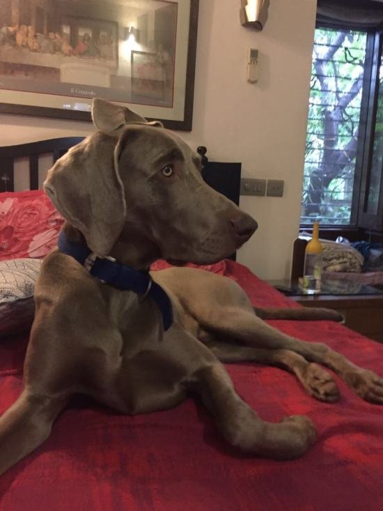 DogsIndia.com - Weimaraner - Brar