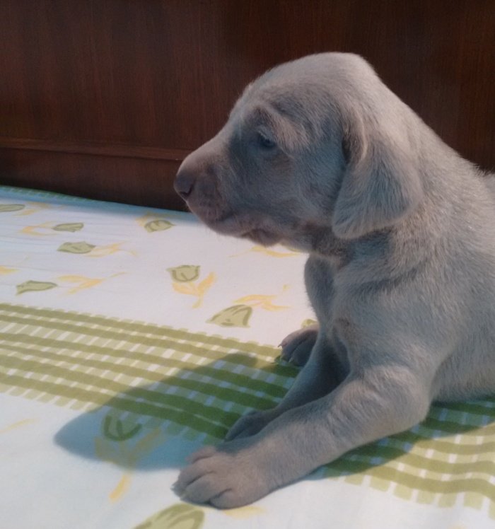 DogsIndia.com - Weimaraner - Brar