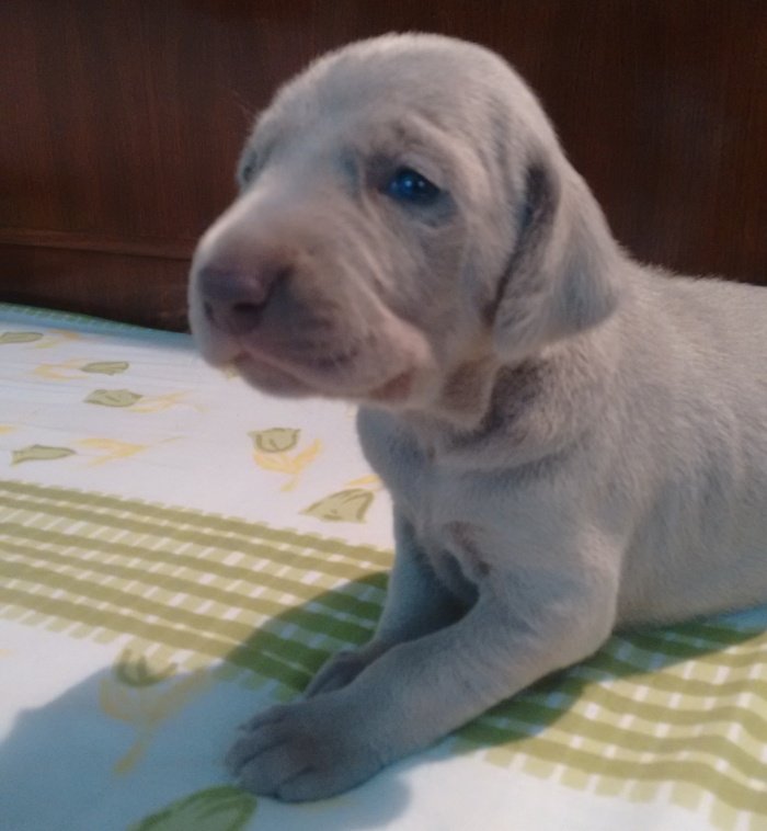DogsIndia.com - Weimaraner - Brar
