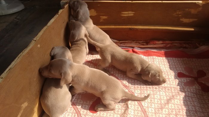 DogsIndia.com - Weimaraner - Brar