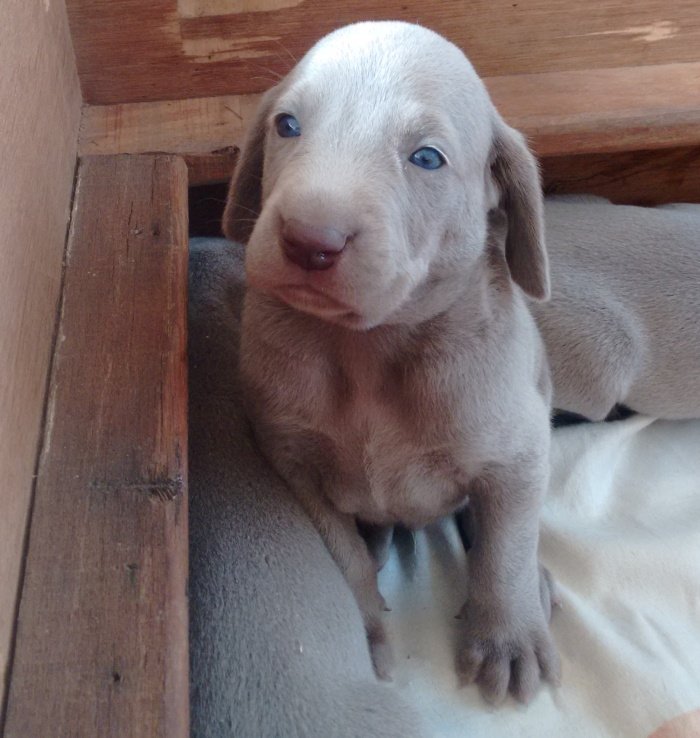 DogsIndia.com - Weimaraner - Brar