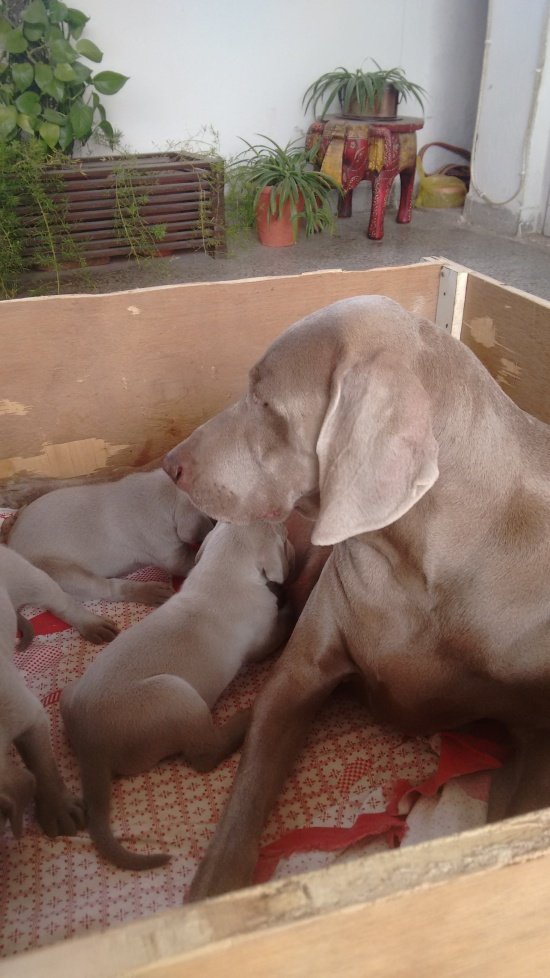 DogsIndia.com - Weimaraner - Brar
