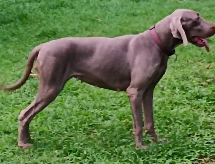 DogsIndia.com - Weimaraner - M.A. George