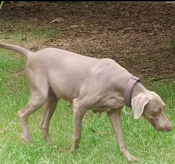 DogsIndia.com - Weimaraner - M.A. George