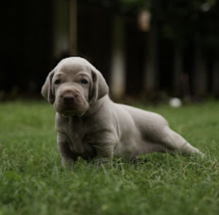 DogsIndia.com - Weimaraner - M.A. George