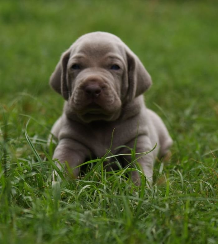 DogsIndia.com - Weimaraner - M.A. George