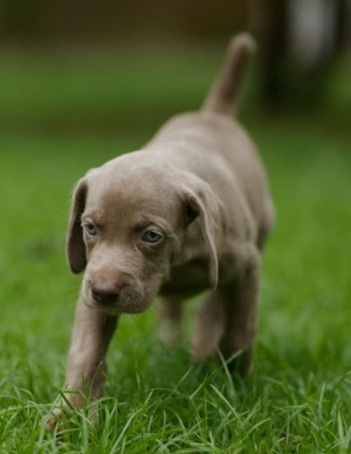 DogsIndia.com - Weimaraner - M.A. George